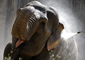 A zookeeper sprays an elephant to cool her down in Budapests Zoo A zookeeper sprays an elephant to cool her down in Budapests Zoo
