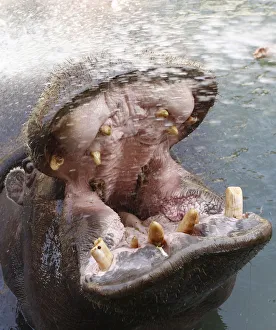 A zookeeper sprays water on a hippopotamus to help it cool down at Belgrades zoo A zookeeper sprays water on a hippopotamus to help it cool down at Belgrades zoo