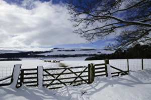 Peaceful Countryside View Prints: 002649