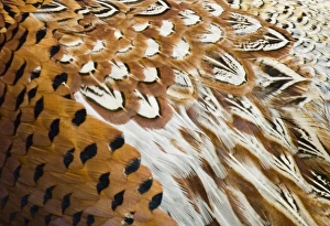 David Tipling Print: Two Red Kites in Flight