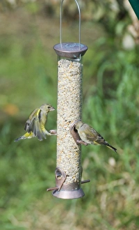 Images Dated 4th September 2006: Wildlife Print 002939