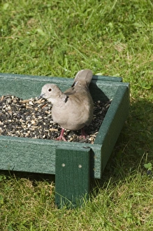 Prints of 002976 Eurasian Collared Dove Prints: Wildlife Print 002976