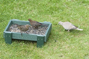 Wildlife Garden Photos Prints: 002981