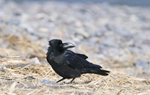 Raven Bird Prints: 003880