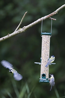 Woodland Birds Prints: 004393