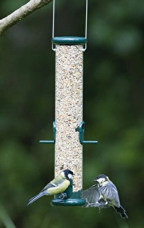 Woodland Bird Photography Prints: 004400
