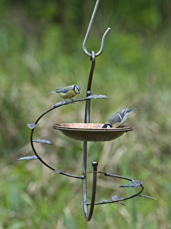 Garden Wildlife Photography Prints: 004411
