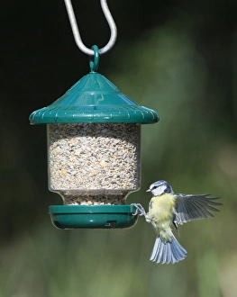 Blue Tit Bird Prints: 005647