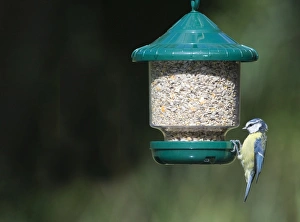 Blue Tit Bird Prints: 005648