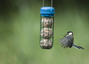 Wildlife Photographer Uk Prints: 005653