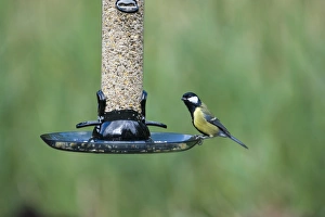 Bird Feeder Photography Prints: 005691