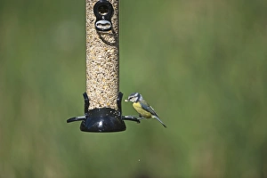 Serene Bird Photography Prints: 005701