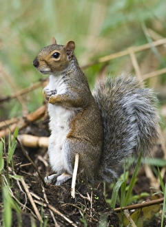 Curious Squirrel Prints: 005713