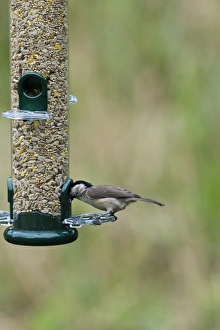 Prints of 005981 Black Capped Chickadee Prints: Bird in Flight Print
