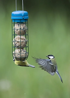 Wildlife Photographer Uk Prints: 005985