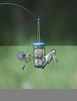 Wildlife Photographer David Tipling Prints: 005986