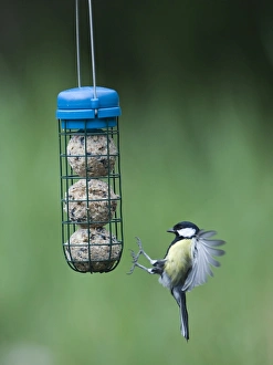 Wildlife Photographer Prints: 005987