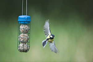 Wildlife Photographer Uk Prints: 005988