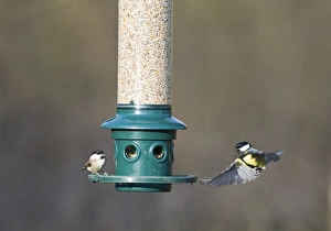 Bird Feeder Photography Prints: 006272