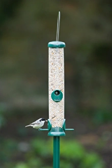 Bird Feeder Photos Prints: 006462