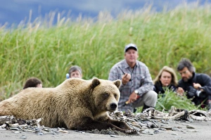 Images Dated 2005 August: Grizzly Bear Print at Hallo Bay, Katmai Alaska