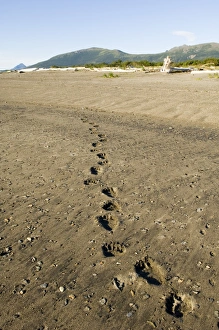 Images Dated 2005 August: Brown Bear Print in Coastal Creek Sand, Katmai Alaska