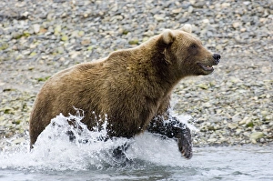 Brown Bear Prints: 01061dt