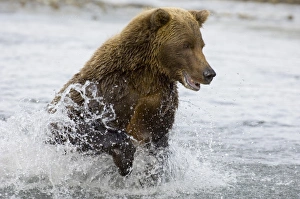 Brown Bear Chasing Salmon Prints: 01077dt