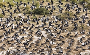 Prints of Imperial Shag Phalacrocorax atriceps breeding colony on islet in Beagle Channel off Ushuaia Argentina November Shag Prints: Imperial Shag Print: Beagle Channel Islet Colony