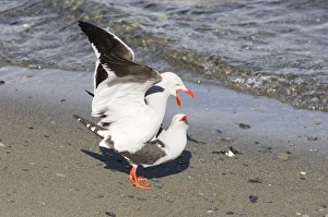 Prints of Dolphin Gull Larus scoresbii adults mating Beagle Channel Argentina November Dolphin Gull Prints: Dolphin Gull Print, Adult Birds Mating in Beagle Channel Argentina