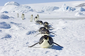 Antarctic Landscape Photography Prints: 01946dt