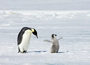Prints of Emperor Penguin Aptenodytes forsteri adult with chick Snow Hill Island Antarctica November Emperor Penguin Prints: Emperor Penguin Print with Chick