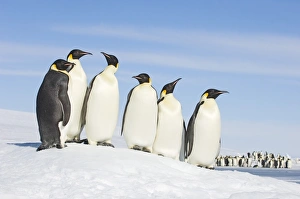 Emperor Penguins Prints: 01949dt