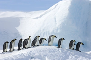 Snow Hill Island Antarctica Prints: 01951dt(1)