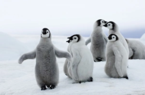 Prints of Emperor Penguins Aptenodytes forsteri chicks Snow Hill Island Antarctica November Penguin Prints: Emperor Penguin Chicks Print