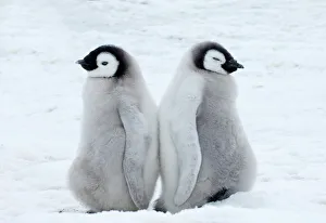 Prints of Emperor Penguins Aptenodytes forsteri chicks Snow Hill Island Antarctica November Emperor Penguin Prints: Emperor Penguin Chicks Print, Snow Hill Island Antarctica