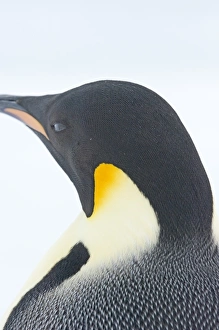 Antarctic Landscape Photography Prints: 01970dt