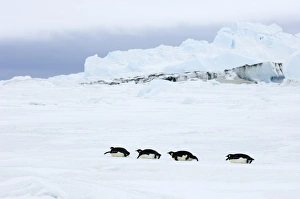 Snow Hill Island Antarctica Prints: 01974dt