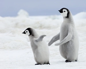 Antarctica Wildlife Images Prints: 01979dt