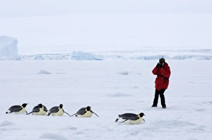 Emperor Penguins Prints: 01981dt