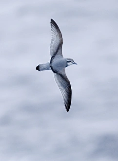 Prints of Antarctic Prion Pachyptila desolata Drake Passage Southern Ocean November Petrels Prints: Antarctic Prion Print, Southern Ocean