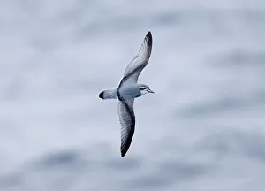 Antarctic Prion Print, Southern Ocean