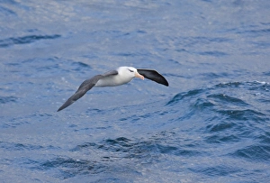 Southern Ocean Wildlife Prints: 02005dt