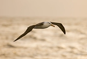 Southern Ocean Wildlife Prints: 02007dt