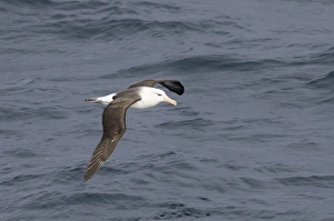 Southern Ocean Wildlife Prints: 02010dt