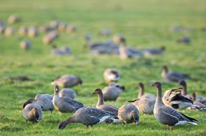 Pink-footed Geese Print - Anser brachyrhynchus North Norfolk winter