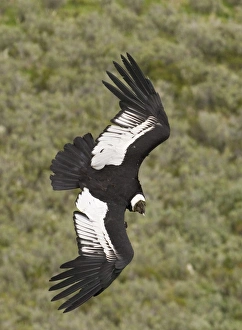 Prints of Andean Condor Vultur gryphus Patagonian Chile November Vulture Prints: Andean Condor Print, Patagonian Chile Landscape