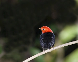 Panama Bird Species Prints: 02406dt