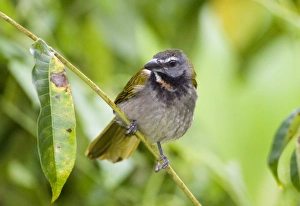 Prints of Buff-throated Saltator Saltator maximus intermedius Panama Intermedius Prints: Buff-throated Saltator Print - Panama Region