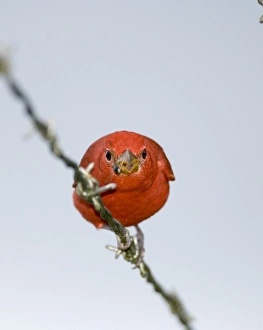 Panama Bird Species Prints: 02409dt